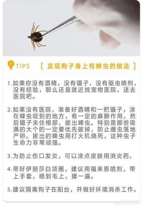 狗狗杀蜱虫最有效的方法