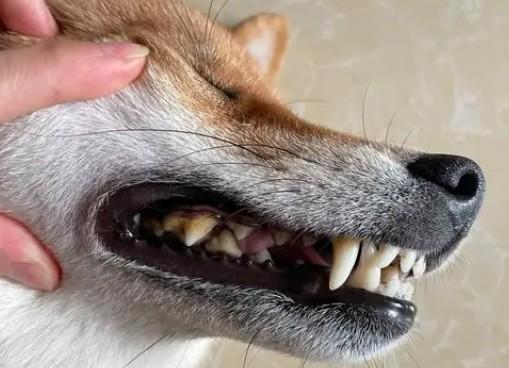 狗狗牙结石在家处理的最好方法-图1
