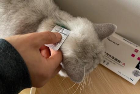 10多年一直没给猫驱虫-图1
