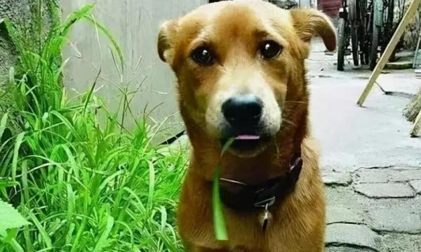 狗狗可以吃韭菜吗-图1