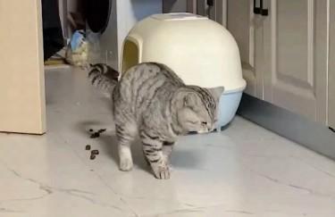 猫突然乱拉屎以前不会