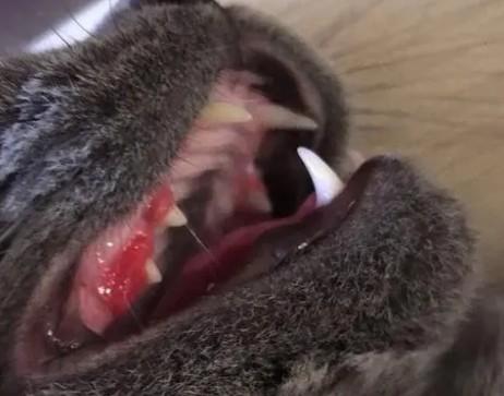 猫全口拔牙引起的后遗症-图1