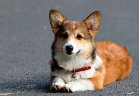 柯基犬品种起源与培育方法-1
