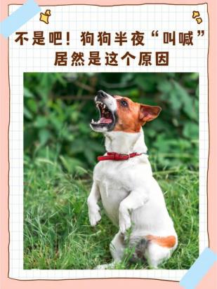 狗狗晚上一直呜呜怪叫-图1