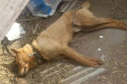 狗狗死了埋在哪儿好-图1