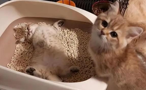 猫睡猫砂盆是快死的原因吗