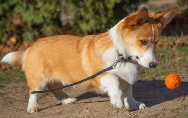 柯基犬聪明吗排名第几-图1