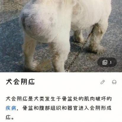狗狗疝气最简单的消除方法-图1