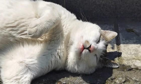 猫死后会不会托梦-图1