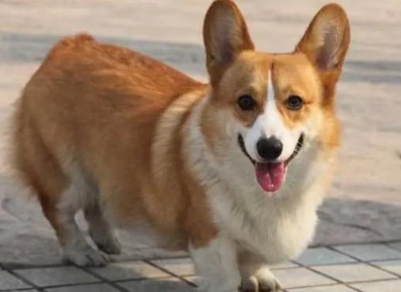 柯基犬绝育多少钱-图1