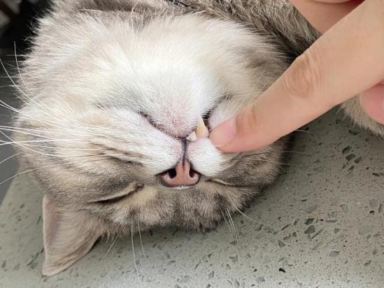 猫咪张着嘴呼吸说明什么-图1