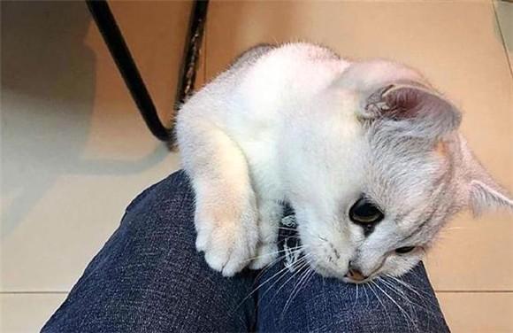 猫咪在我裤子上磨爪子-图1