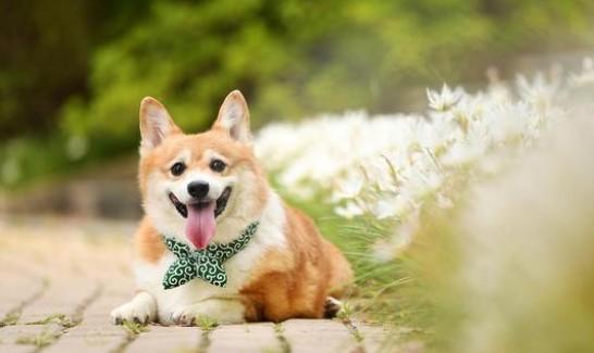 两个月柯基幼犬喂养指南-1
