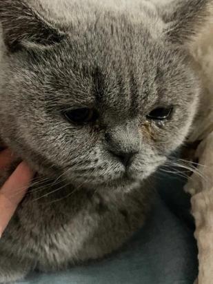 猫咪一直流眼泪怎么回事-图1
