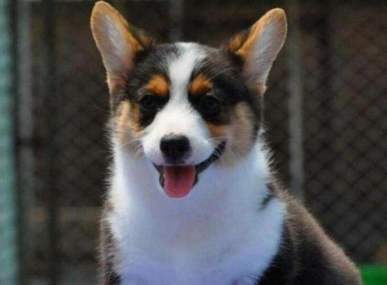 三色柯基犬标准图