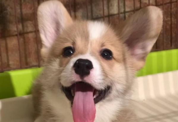 正宗柯基犬价格多少钱一只-图1