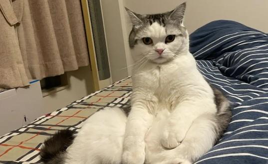 猫咪一直坐着不躺下-图1