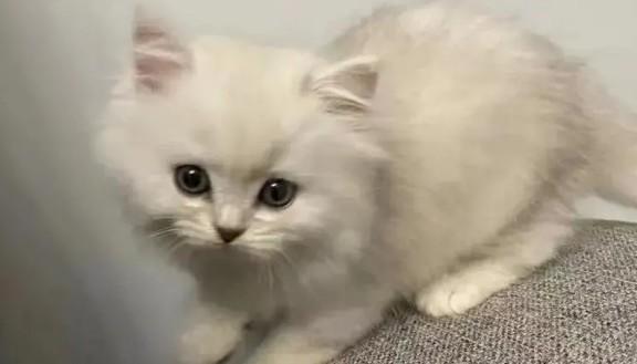 按照风水学来说家里养猫好不好-图1