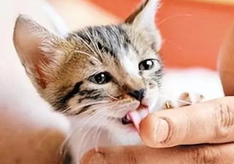 猫舔人手代表什么意思
