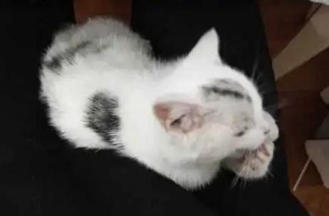 猫躺着肚子一颤一颤的-图1
