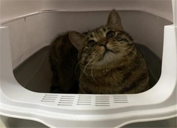 猫睡猫砂盆是应激吗-图1