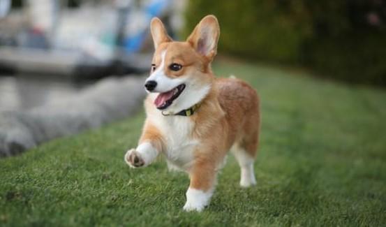 养柯基犬一个月多少钱-图1