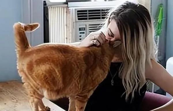 猫舔人嘴巴是什么意思-图1