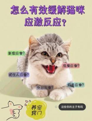 猫咪应激反应多久会死-图1