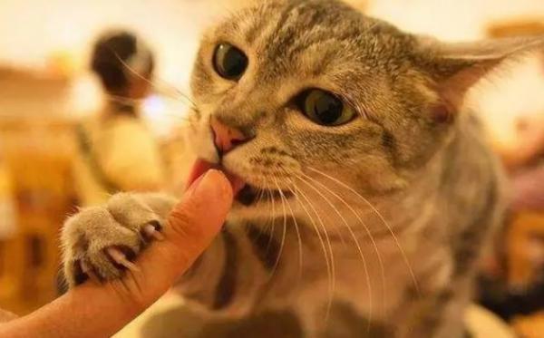 猫舔我手是什么意思啊-图1