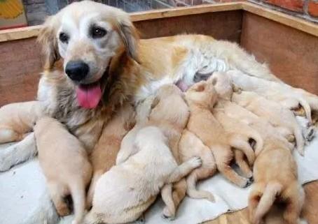 狗狗生产前最明显的症状-图1