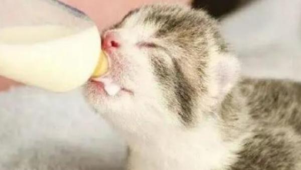 20天小猫怎么人工喂养-图1