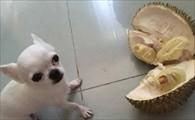 狗狗能不能吃榴莲-图1