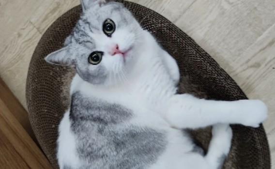 猫跳蚤满屋子都是怎么消灭-图1