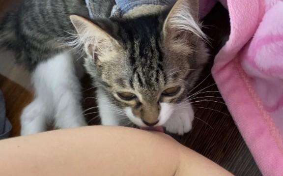 猫舔你胳膊代表什么意思-图1