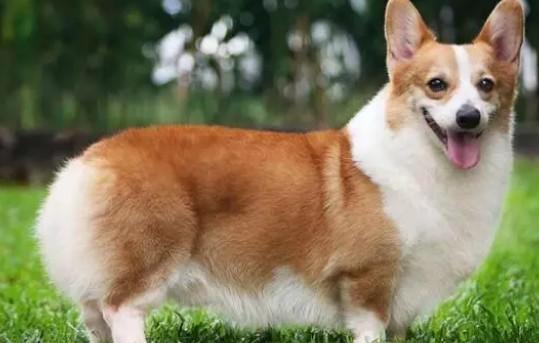 柯基犬能吃山竹吗-图1