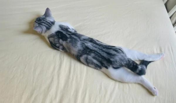 猫四肢无力瘫倒一直趴着-图1