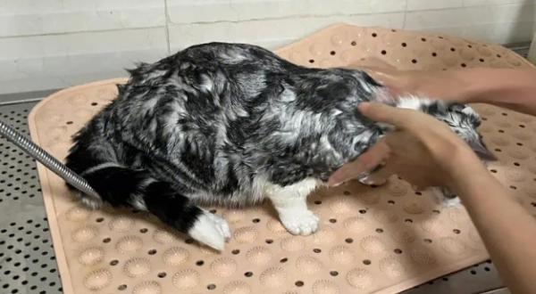 猫生完孩子多久可以洗澡-图1