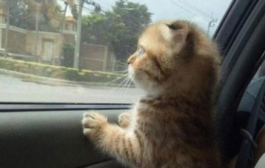 猫咪坐汽车十小时注意什么-图1