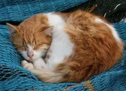 把猫送走了会导致运气变差吗-图1
