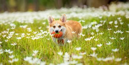 柯基幼犬放笼子一直叫不停怎么办-图1