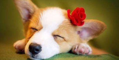 柯基犬认第二个主人吗？-图1