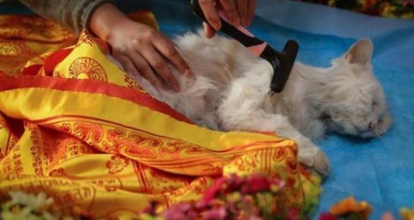 猫死了埋在哪里风水好-图1