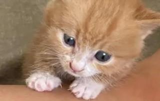 2个月的猫咪怎么喂养-图1