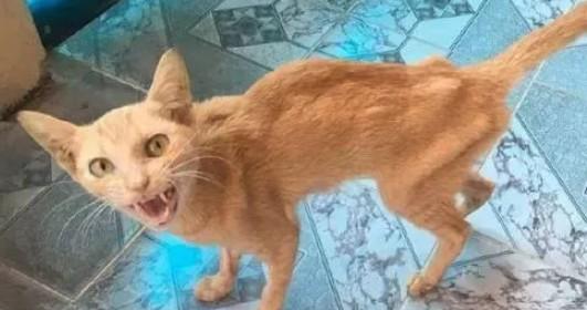 猫咪一切正常但是瘦了