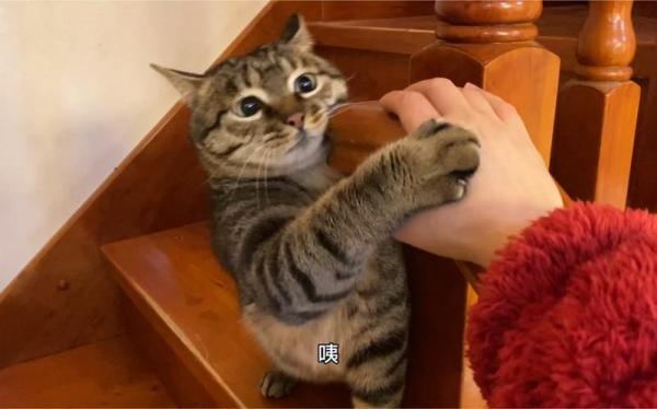 猫咪在我脸上蹭来蹭去-图1