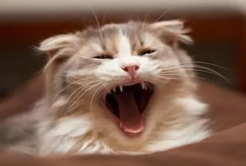 猫听了害怕的声音-图1