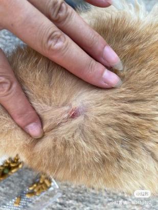 猫身上有蜱虫用简单方法除掉-图1