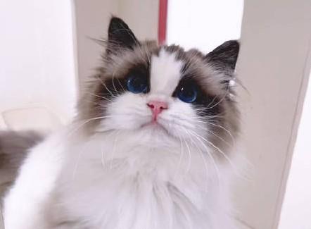 猫舔我的脸是什么意思-图1