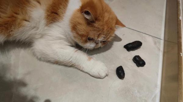 猫咪一天没拉屎正常吗-图1