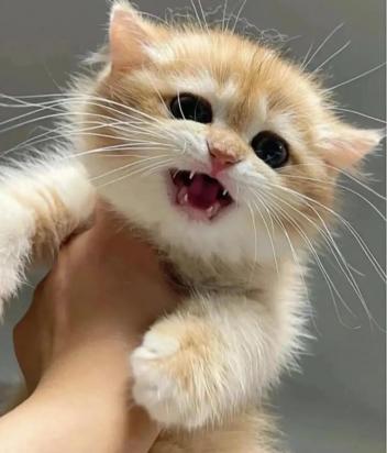 猫什么时候断奶-图1